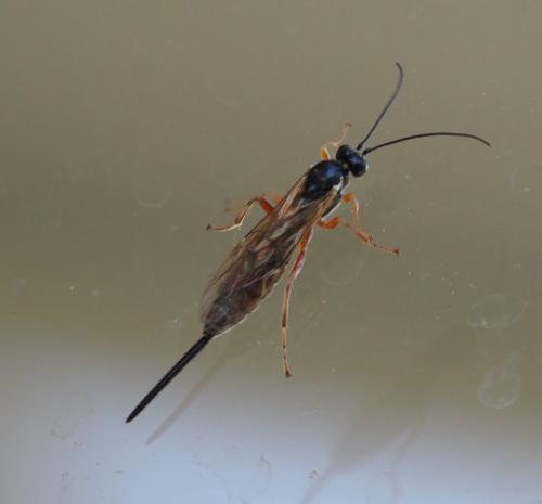 Scambus sp.